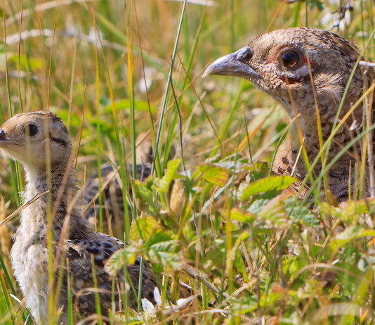 Fagiano: aspettiamo il caldo per contare Fagiano aspettiamo il caldo per contare: censimento fagiano