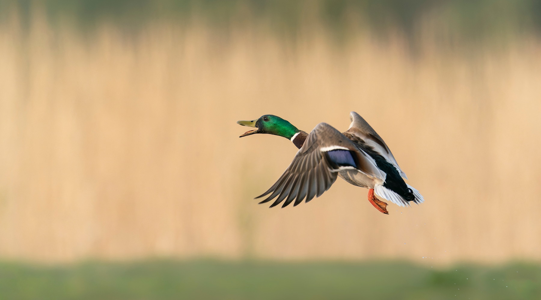 Il Comitato faunistico-venatorio discuterà delle munizioni in piombo nelle zone umide Il Comitato faunistico-venatorio discuterà delle munizioni in piombo nelle zone umide: germano reale in volo