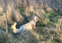 Le beccacce di Piandelagotti: prova Enci per razze da ferma Le beccacce di Piandelagotti prova Enci per razze da ferma