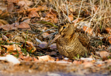 Monitoraggio della beccaccia nelle Marche: appello ai cacciatori Monitoraggio della beccaccia nelle Marche: beccaccia in ambiente naturale