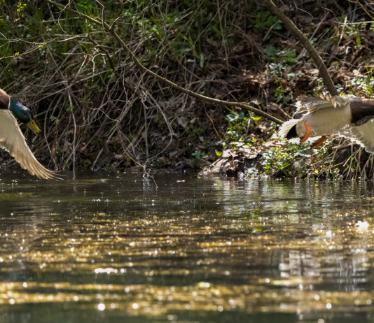 Munizioni in piombo nelle zone umide Zps e Zsc: l’interrogazione Munizioni in piombo nelle zone umide Zps e Zsc: due germani reali in volo