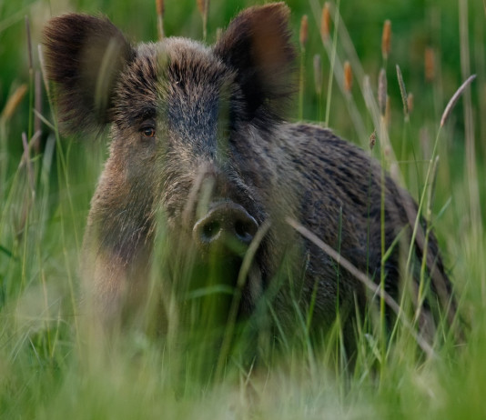Ok alla proroga del piano faunistico-venatorio dell’Emilia Romagna Ok alla proroga del piano faunistico-venatorio dell’Emilia Romagna: cinghiale nell'erba