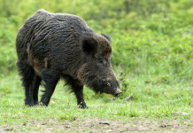 Peste suina africana, le richieste della Lega sulla burocrazia Peste suina africana, le richieste della Lega sulla burocrazia: cinghiale