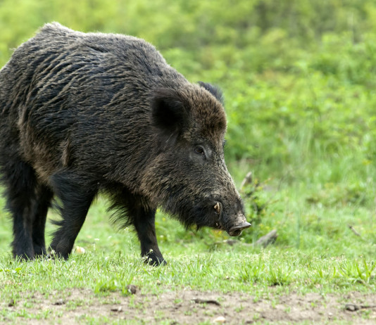 Peste suina africana, le richieste della Lega sulla burocrazia Peste suina africana, le richieste della Lega sulla burocrazia: cinghiale