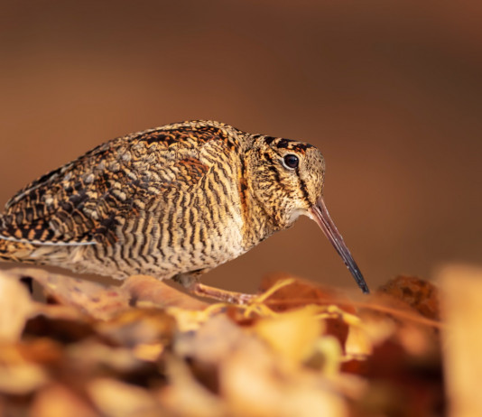 Respinto altro ricorso contro calendario venatorio della Sicilia Respinto altro ricorso contro calendario venatorio della Sicilia: beccaccia in ambiente naturale