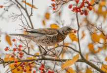 Respinto il ricorso sul calendario venatorio delle Marche Respinto il ricorso sul calendario venatorio delle Marche: cesena sul ramo di un albero in inverno