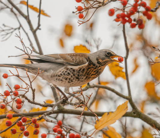 Respinto il ricorso sul calendario venatorio delle Marche Respinto il ricorso sul calendario venatorio delle Marche: cesena sul ramo di un albero in inverno