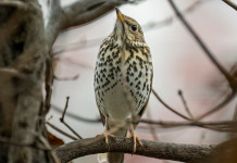 Status giuridico dei richiami vivi allevati, Bruzzone scrive al governo Status giuridico dei richiami vivi allevati, Bruzzone scrive al governo: tordo bottaccio su ramo