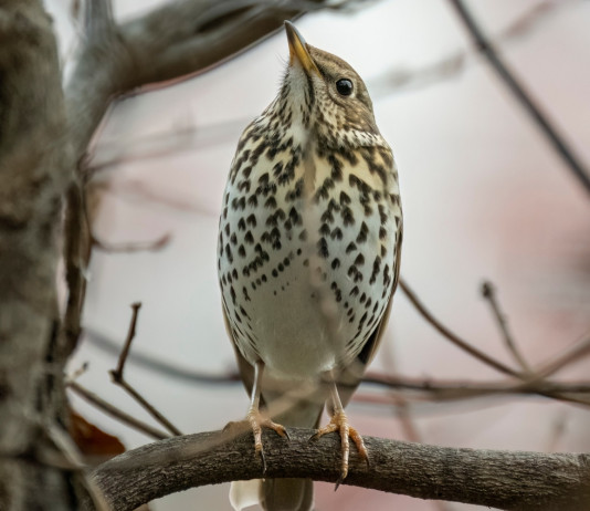 Status giuridico dei richiami vivi allevati, Bruzzone scrive al governo Status giuridico dei richiami vivi allevati, Bruzzone scrive al governo: tordo bottaccio su ramo