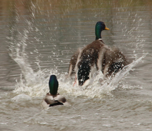 Anticipata la chiusura della caccia a turdidi e uccelli acquatici in Veneto Anticipata la chiusura della caccia a turdidi e uccelli acquatici in Veneto: due germani reali in ambiente acquatico