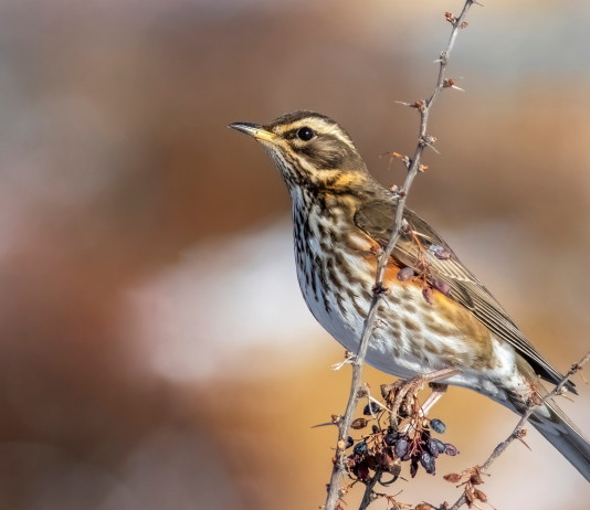 Anticipata la chiusura della caccia al tordo in Basilicata Anticipata la chiusura della caccia al tordo in Basilicata: tordo sassello (turdus iliacus, redwing)
