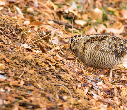 Anticipata la chiusura della caccia alla beccaccia in Basilicata Anticipata la chiusura della caccia alla beccaccia in Basilicata: beccaccia tra le foglie autunnali