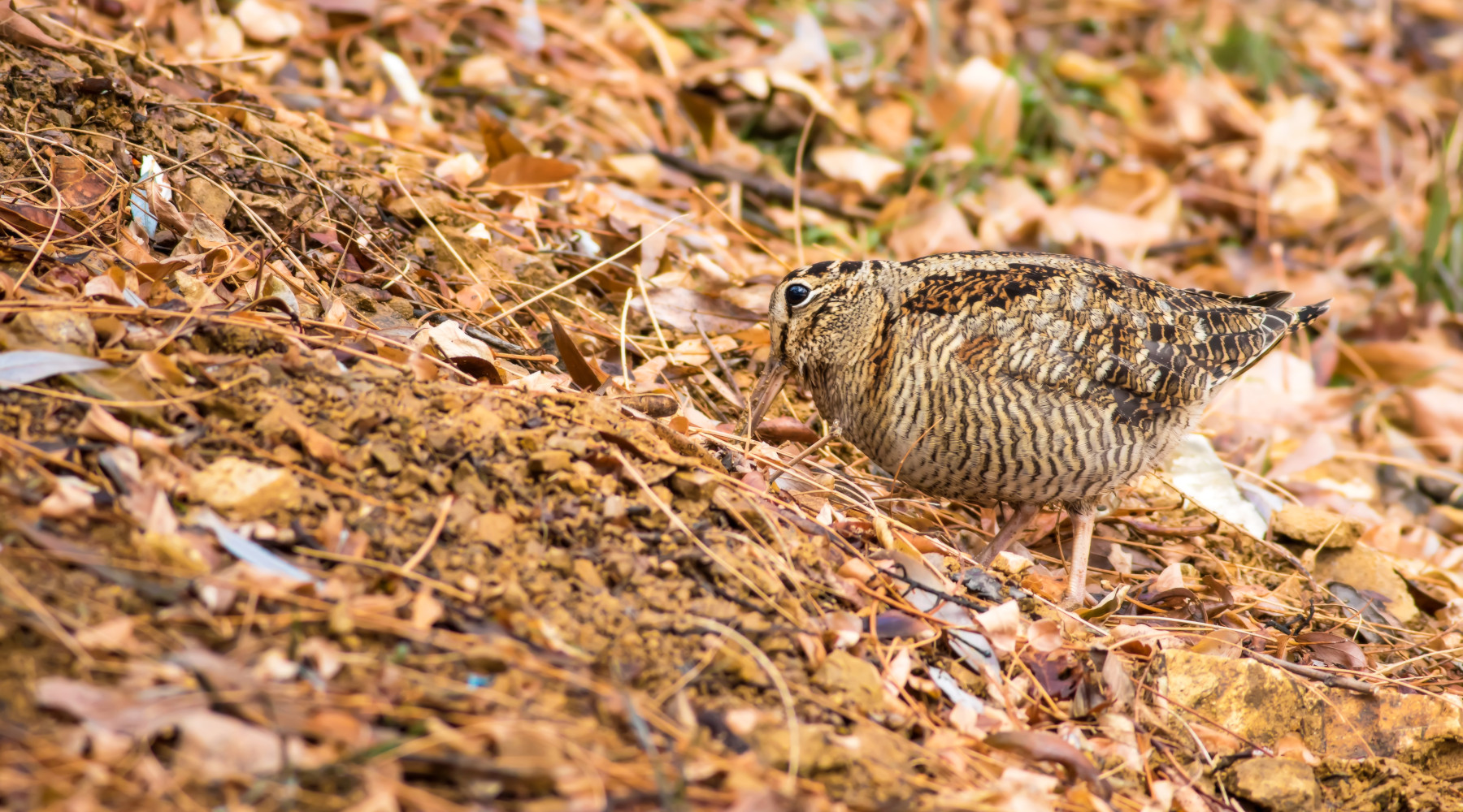 Anticipata la chiusura della caccia alla beccaccia in Basilicata Anticipata la chiusura della caccia alla beccaccia in Basilicata: beccaccia tra le foglie autunnali