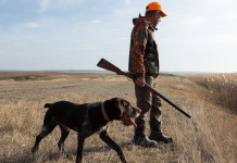 Caccia Lazio: gli Atc e le associazioni venatorie scrivono alla Regione Caccia Lazio: gli Atc e le associazioni venatorie scrivono alla Regione: cacciatore con cane