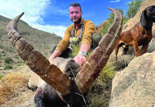 Caccia Magazine febbraio 2024 in edicola Caccia Magazine febbraio 2024 in edicola dal 19 gennaio: Marco Caimi con lo stambecco spagnolo (macho montes) abbattuto in Andalusia