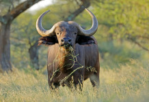 Caccia ai trofei, il sondaggio YouGov-Face sulla percezione Caccia ai trofei, il sondaggio YouGov-Face sulla percezione: bufalo africano