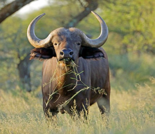 Caccia ai trofei, il sondaggio YouGov-Face sulla percezione Caccia ai trofei, il sondaggio YouGov-Face sulla percezione: bufalo africano