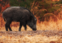 Caccia al cinghiale a gennaio in Abruzzo, la delibera della giunta Caccia al cinghiale a gennaio in Abruzzo, la delibera della giunta: cinghiale in ambiente naturale