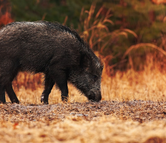 Caccia al cinghiale a gennaio in Abruzzo, la delibera della giunta Caccia al cinghiale a gennaio in Abruzzo, la delibera della giunta: cinghiale in ambiente naturale