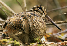 Calendario venatorio Marche: nessun posticipo della chiusura della caccia a beccaccia e turdidi Calendario venatorio Marche nessun posticipo della chiusura della caccia a beccaccia e turdidi