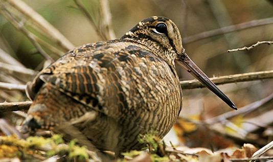 Calendario venatorio Marche: nessun posticipo della chiusura della caccia a beccaccia e turdidi Calendario venatorio Marche nessun posticipo della chiusura della caccia a beccaccia e turdidi