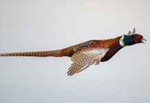 Calendario venatorio della Lombardia 2024/2025: le richieste della Federcaccia Calendario venatorio della Lombardia 2024/2025: le richieste della Federcaccia: fagiano in volo