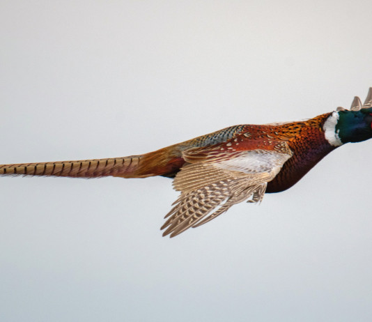 Calendario venatorio della Lombardia 2024/2025: le richieste della Federcaccia Calendario venatorio della Lombardia 2024/2025: le richieste della Federcaccia: fagiano in volo