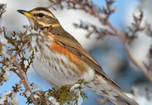Calendario venatorio delle Marche, quattro associazioni venatorie contro la Regione Calendario venatorio delle Marche, quattro associazioni venatorie contro la Regione: Turdus iliacus (tordo sassello - redwing)