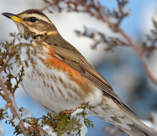 Calendario venatorio delle Marche, quattro associazioni venatorie contro la Regione Calendario venatorio delle Marche, quattro associazioni venatorie contro la Regione: Turdus iliacus (tordo sassello - redwing)