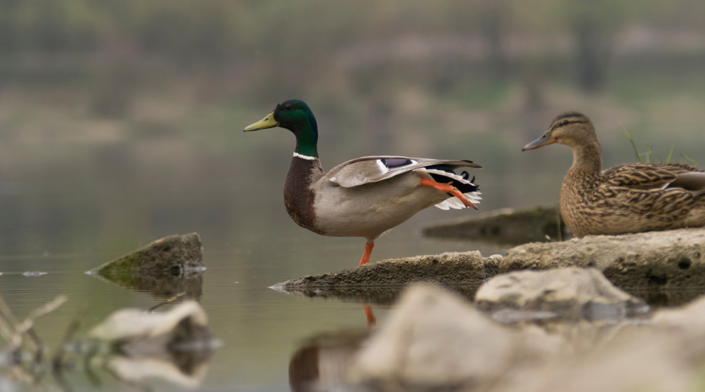 Caccia agli acquatici in Cape Winelands