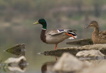 Cambia la data di chiusura della caccia a tordo e uccelli acquatici in Sardegna Cambia la chiusura della caccia a tordo uccelli acquatici in Sardegna: due germani reali, maschio e femmina