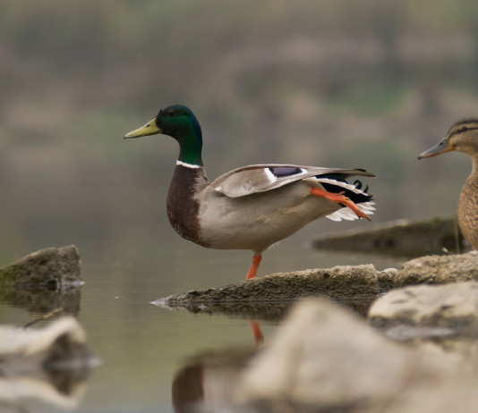 Cambia la data di chiusura della caccia a tordo e uccelli acquatici in Sardegna Cambia la chiusura della caccia a tordo uccelli acquatici in Sardegna: due germani reali, maschio e femmina