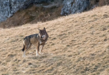 Cani predati da lupi: il report Fidc in parlamento Cani predati da lupi, il report Fidc in parlamento: lupo sulle Alpi