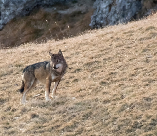 Cani predati da lupi: il report Fidc in parlamento Cani predati da lupi, il report Fidc in parlamento: lupo sulle Alpi