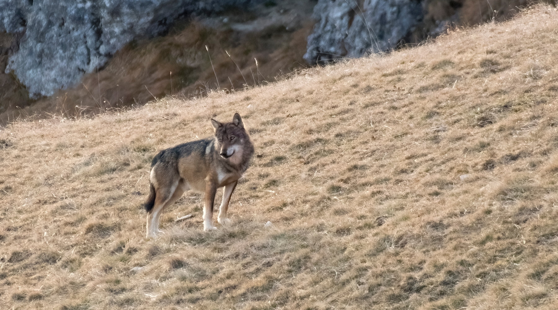 Cani predati da lupi: il report Fidc in parlamento Cani predati da lupi, il report Fidc in parlamento: lupo sulle Alpi
