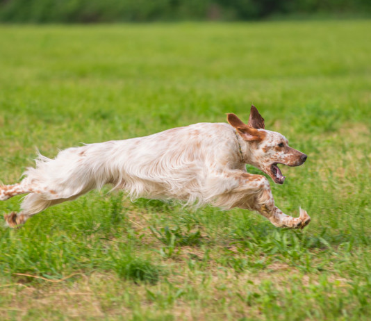 Cento pagine di setter Cento pagine di setter: setter
