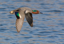 Chiusa la caccia agli uccelli acquatici in Veneto Chiusa la caccia agli uccelli acquatici in Veneto: alzavola in volo