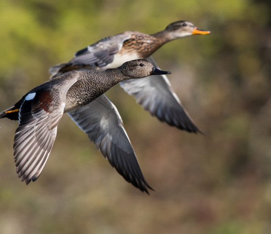 Chiusura anticipata della caccia in Veneto, altra lettera alla giunta Chiusura anticipata della caccia in Veneto, altra lettera alla giunta: due canapiglie (Mareca strepera - gadwall) in volo