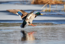 Chiusura anticipata della caccia in Veneto, associazioni venatorie scrivono a Regione Chiusura anticipata della caccia in Veneto: germano reale in acqua