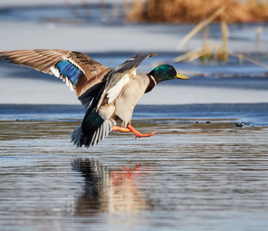 Chiusura anticipata della caccia in Veneto, associazioni venatorie scrivono a Regione Chiusura anticipata della caccia in Veneto: germano reale in acqua