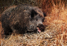 Commissario alla peste suina africana incontra Arcicaccia Commissario alla peste suina africana incontra Arcicaccia: cinghiale