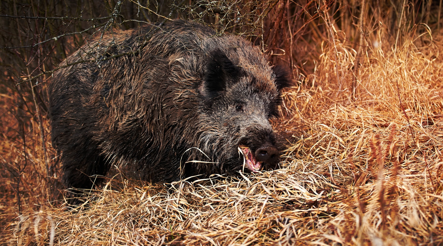 Commissario alla peste suina africana incontra Arcicaccia Commissario alla peste suina africana incontra Arcicaccia: cinghiale