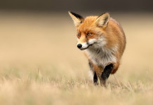 Consiglio di giustizia amministrativa respinge ricorso sul calendario venatorio della Sicilia Consiglio di giustizia amministrativa respinge ricorso sul calendario venatorio della Sicilia: volpe