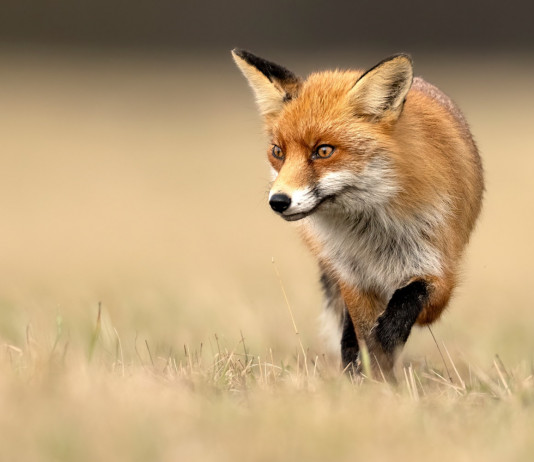 Consiglio di giustizia amministrativa respinge ricorso sul calendario venatorio della Sicilia Consiglio di giustizia amministrativa respinge ricorso sul calendario venatorio della Sicilia: volpe