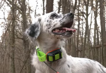 Garmin Alpha 300 K e TT 25 K: il test a caccia Garmin Alpha 300 K e TT 25 K il test a caccia: setter inglese Keira con collare per tracciamento