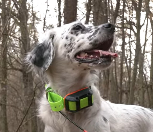 Garmin Alpha 300 K e TT 25 K: il test a caccia Garmin Alpha 300 K e TT 25 K il test a caccia: setter inglese Keira con collare per tracciamento