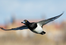 Il Tar dispone un’altra (doppia) modifica al calendario venatorio dell’Emilia Romagna Il Tar dispone un'altra (doppia) modifica al calendario venatorio dell'Emilia Romagna: moretta in volo