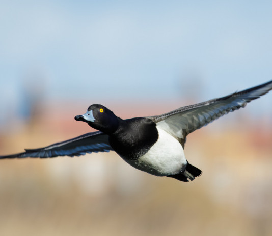 Il Tar dispone un’altra (doppia) modifica al calendario venatorio dell’Emilia Romagna Il Tar dispone un'altra (doppia) modifica al calendario venatorio dell'Emilia Romagna: moretta in volo