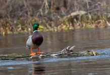 Il riepilogo delle date di chiusura della caccia in Veneto Il riepilogo delle date di chiusura della caccia in Veneto: germano reale in ambiente acquatico