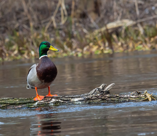 Il riepilogo delle date di chiusura della caccia in Veneto Il riepilogo delle date di chiusura della caccia in Veneto: germano reale in ambiente acquatico